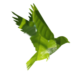 Green bird