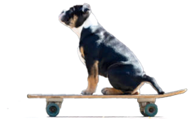 Skateboard dog