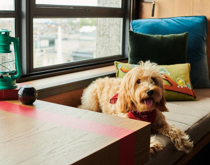 A dog sitting next to a window