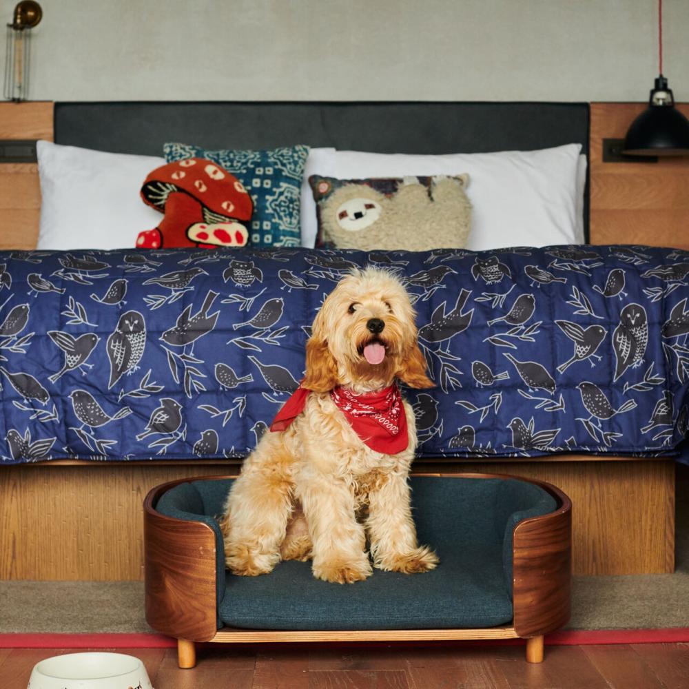 A shaggy dog in a red bandana sitting in a dog bed in front of a human bed