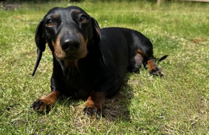 Dog in the park