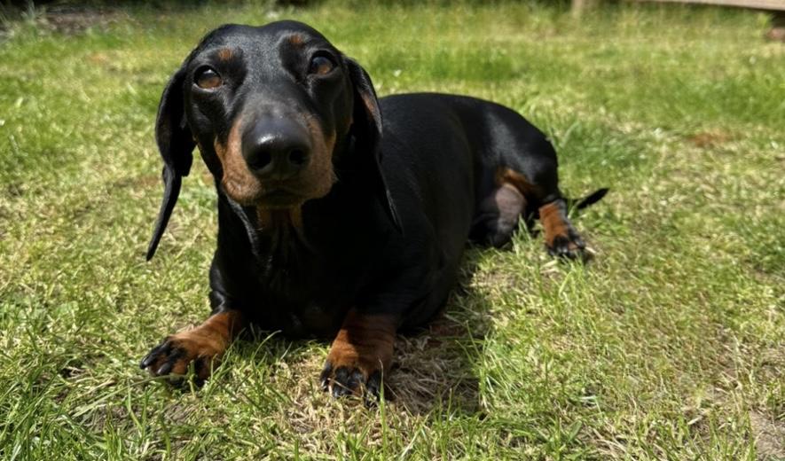 Dog in the park