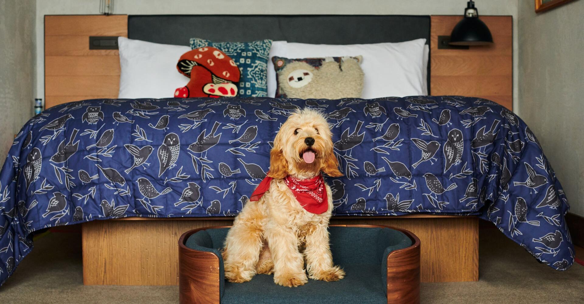 A shaggy dog in a red bandana sitting in a dog bed in front of a human bed