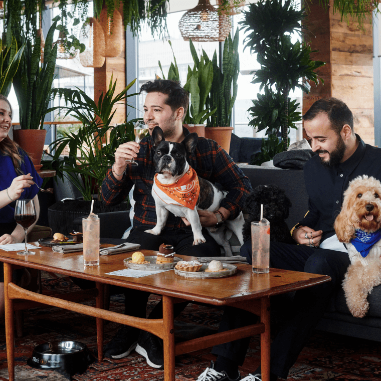 a group of friends dining with their dogs