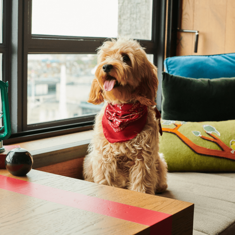 golden doodle puppy sitting on a bench by the window