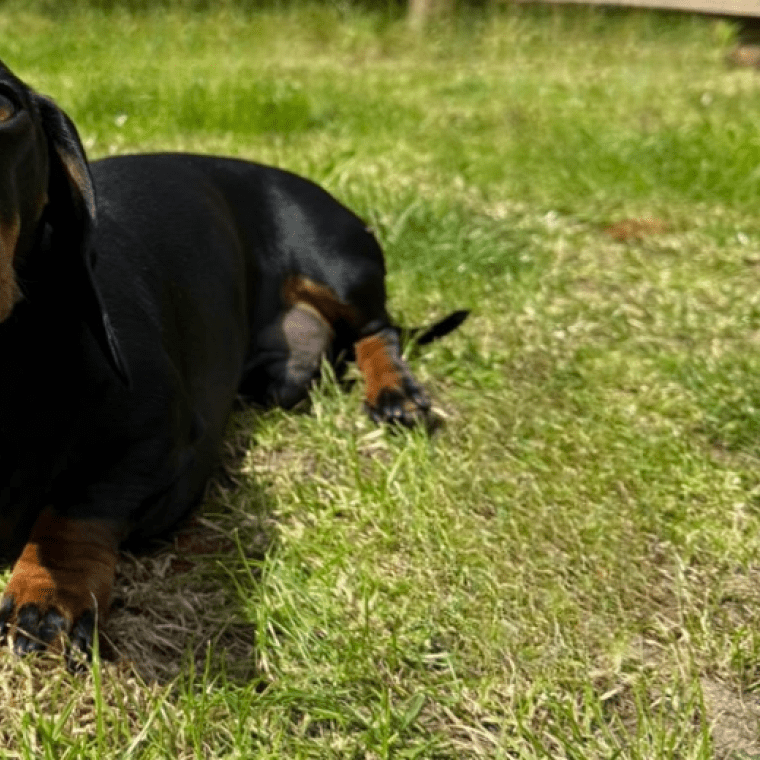 a black and brown dachshund sitting on a lawn