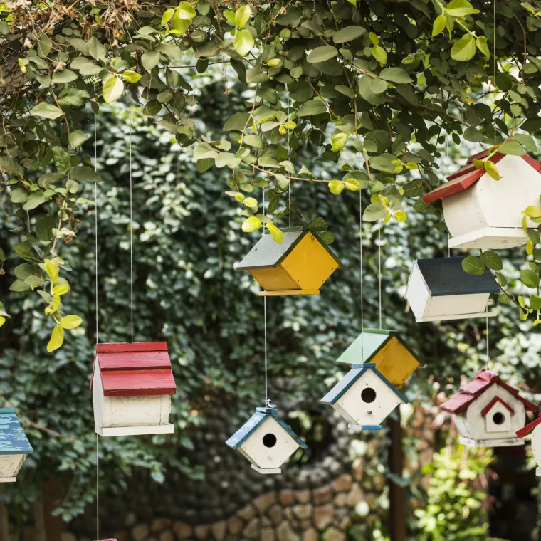 various birdhouses hanging from a tree