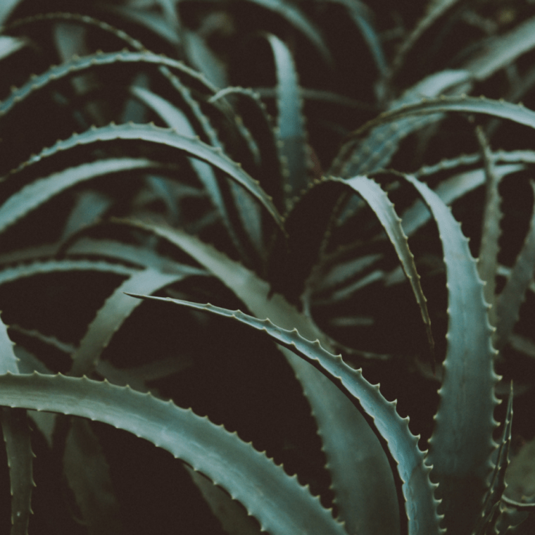 close up of a green plant
