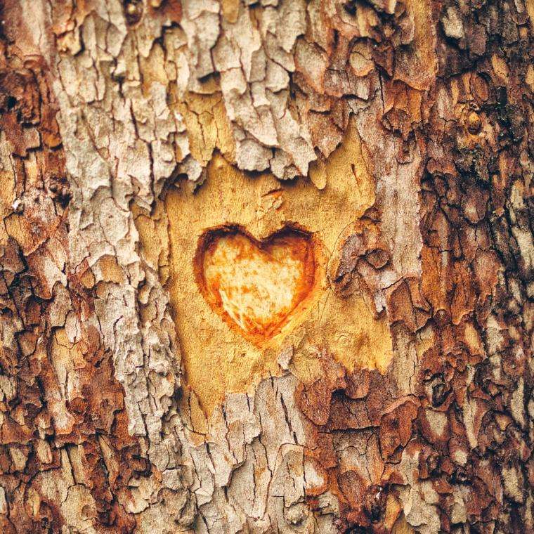 A heart carves into a trees bark