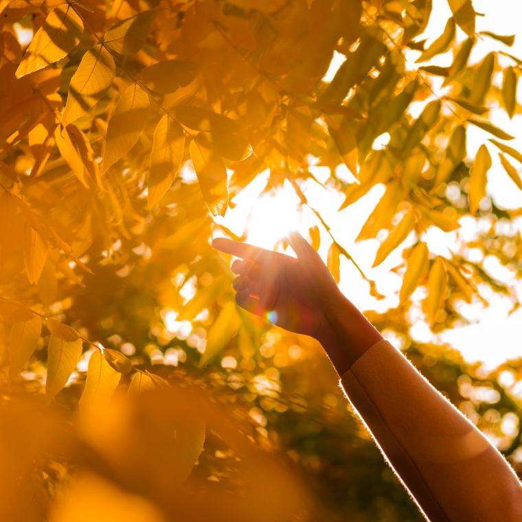 A hand in a tree with orange and golden leaves