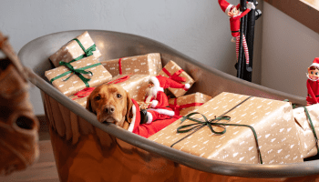 Dog in bathtub with gifts