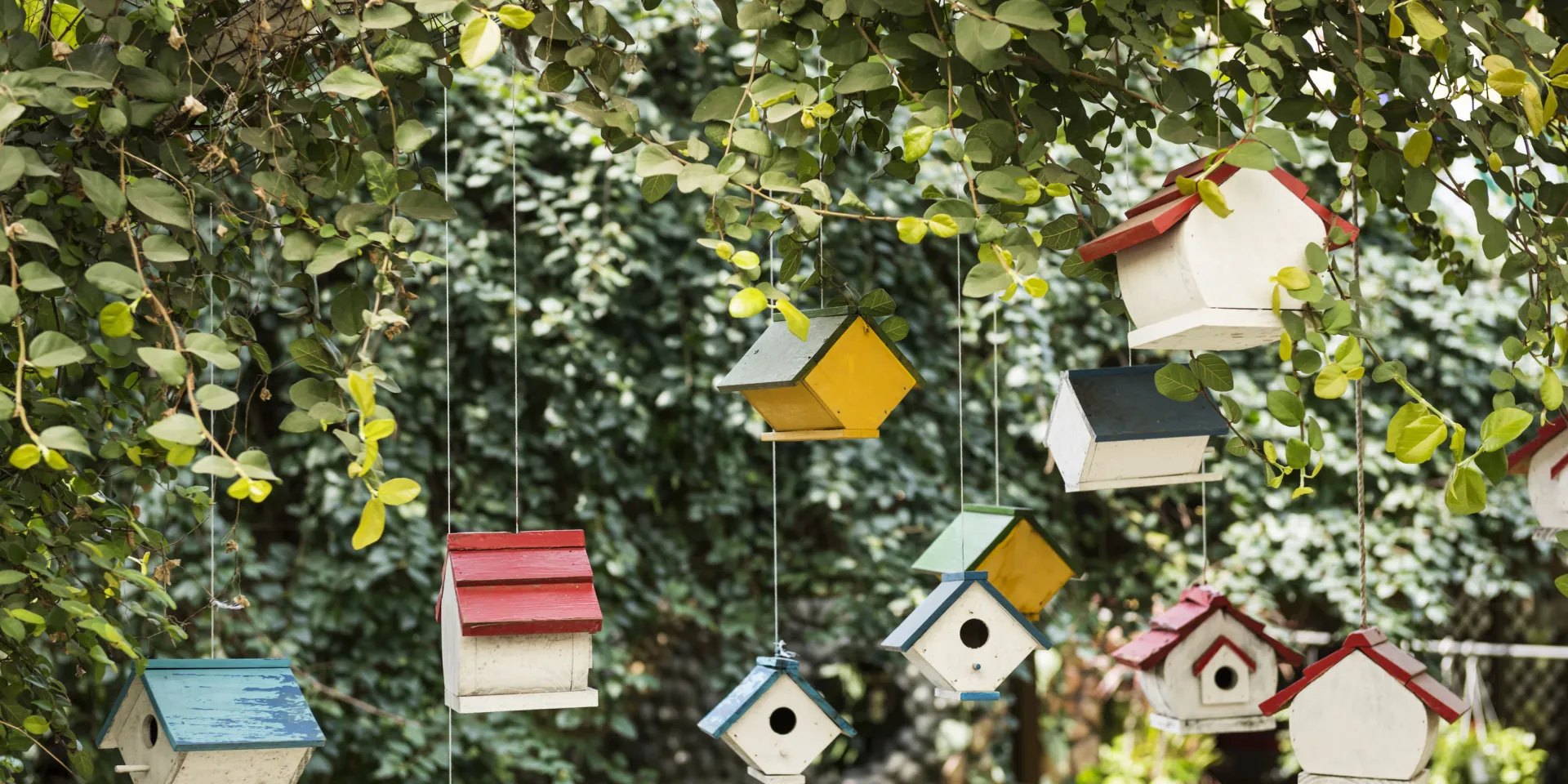 various birdhouses hanging from a tree